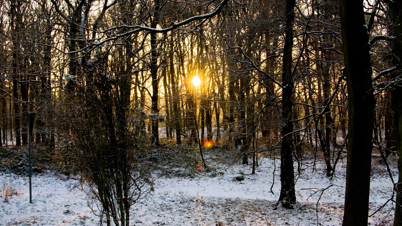 The sun shines brightly through the bare branches of trees in a snow-covered forest.