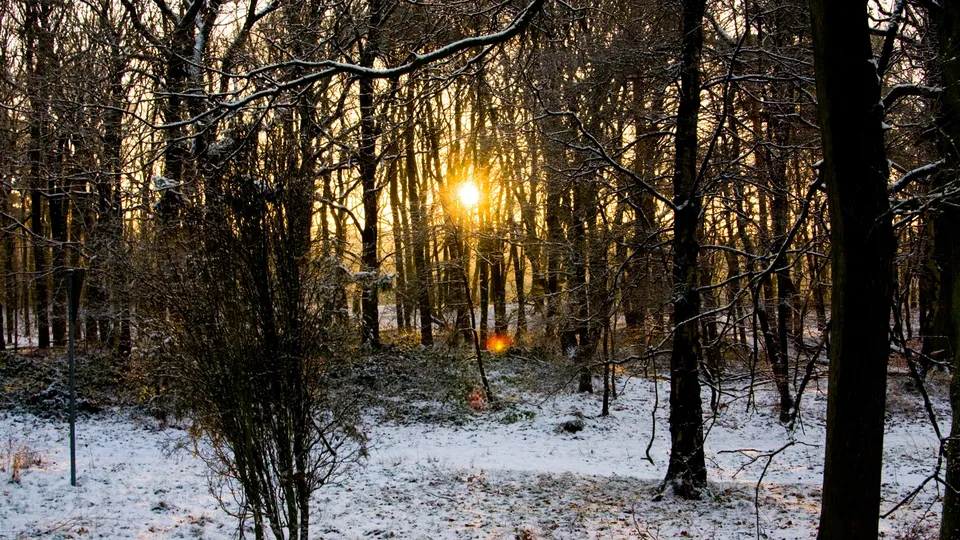 The sun shines brightly through the bare branches of trees in a snow-covered forest.