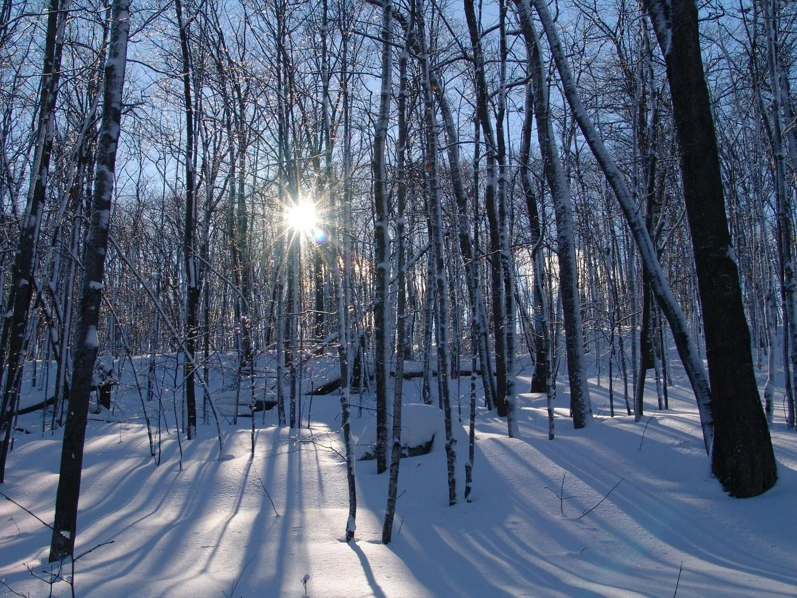 Sunbeams shine through bare trees in a snow-covered forest, casting long shadows.