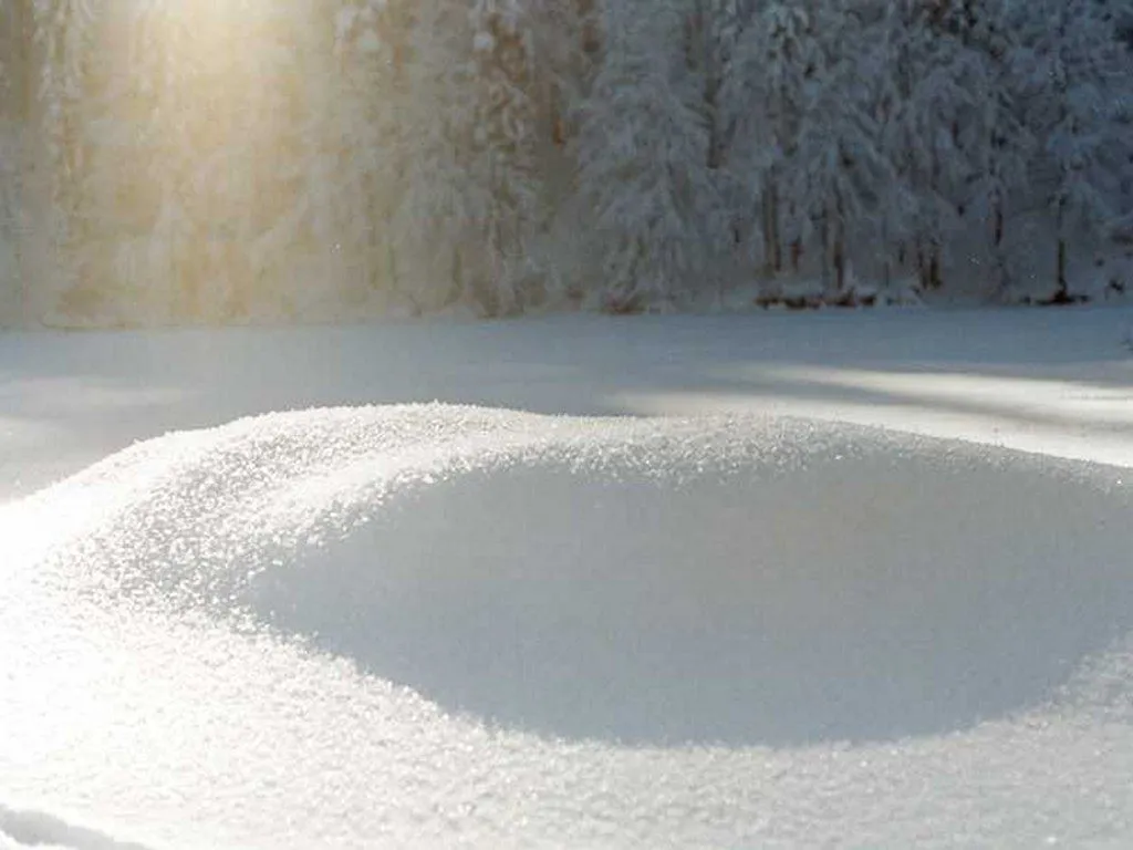 A close-up of a snowdrift in the foreground with a snow-covered forest in the background, illuminated by soft sunlight.
