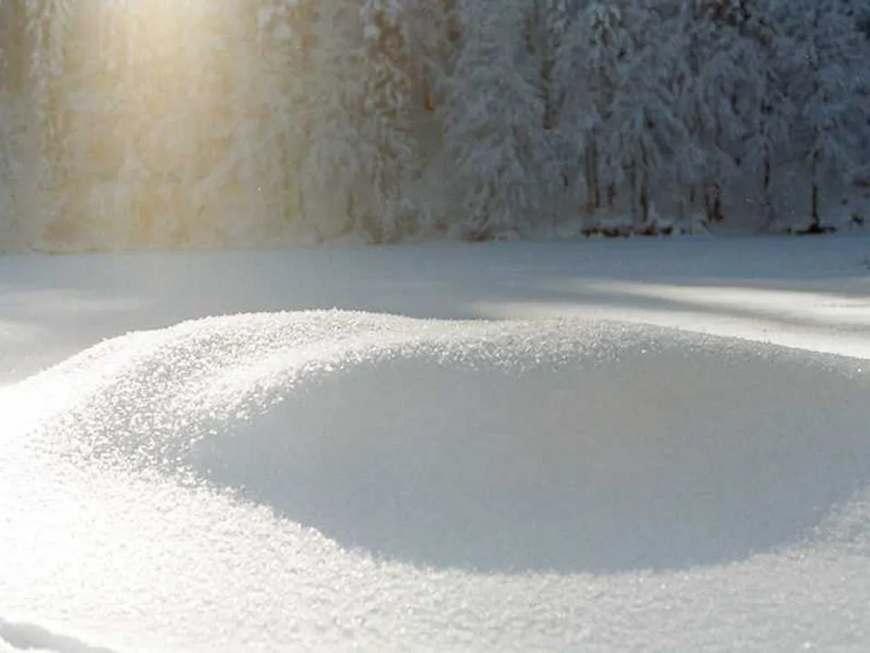 A close-up of a snowdrift in the foreground with a snow-covered forest in the background, illuminated by soft sunlight.