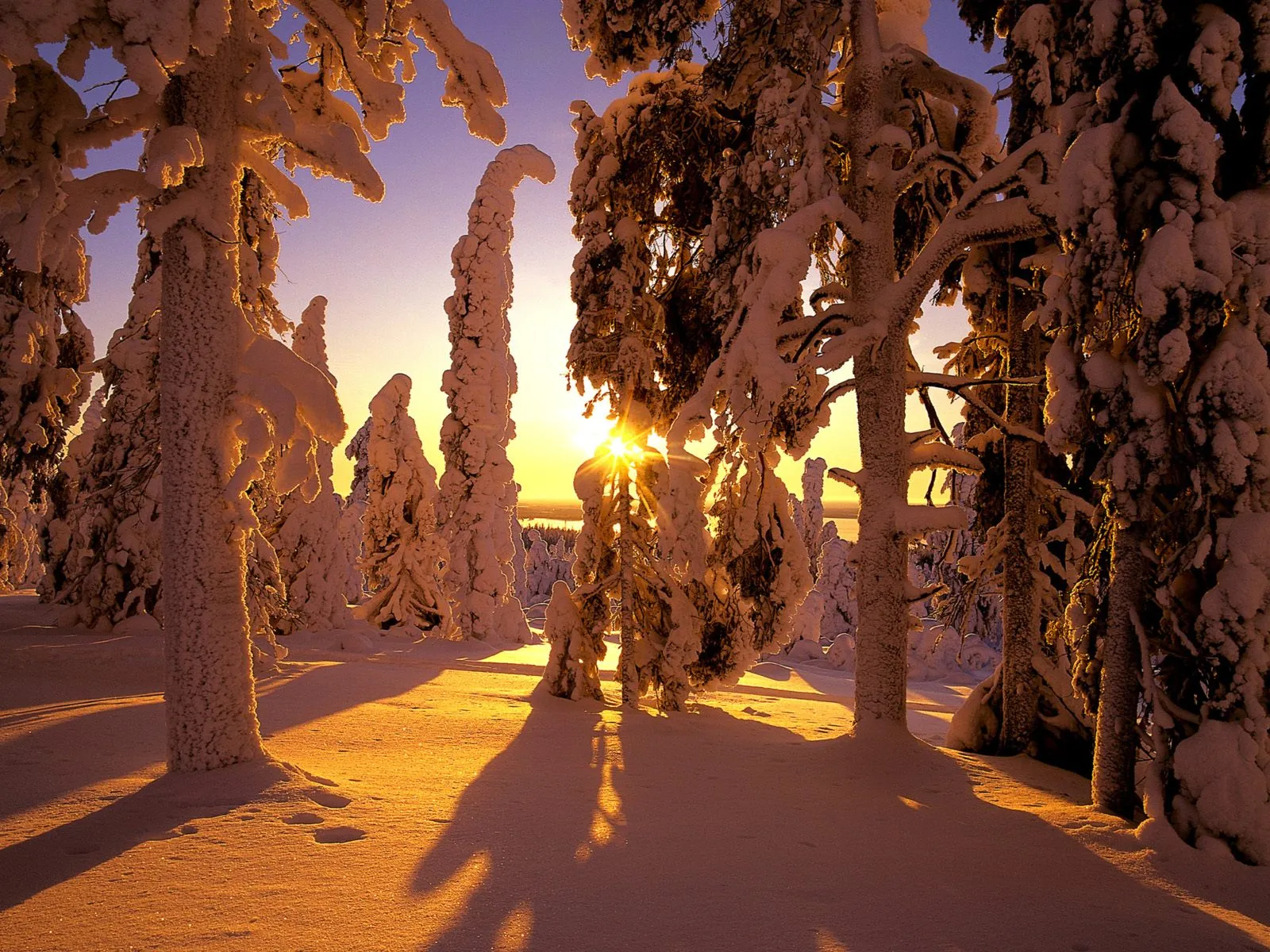 A snow-covered forest bathed in the warm golden light of a sunrise, casting long shadows.