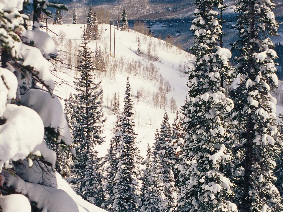 Snow-covered evergreen trees on a mountain slope with a ski resort in the background.
