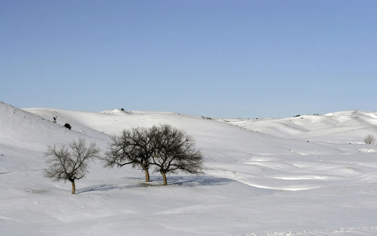Two bare trees stand in a vast, snow-covered landscape of rolling hills under a clear blue sky.