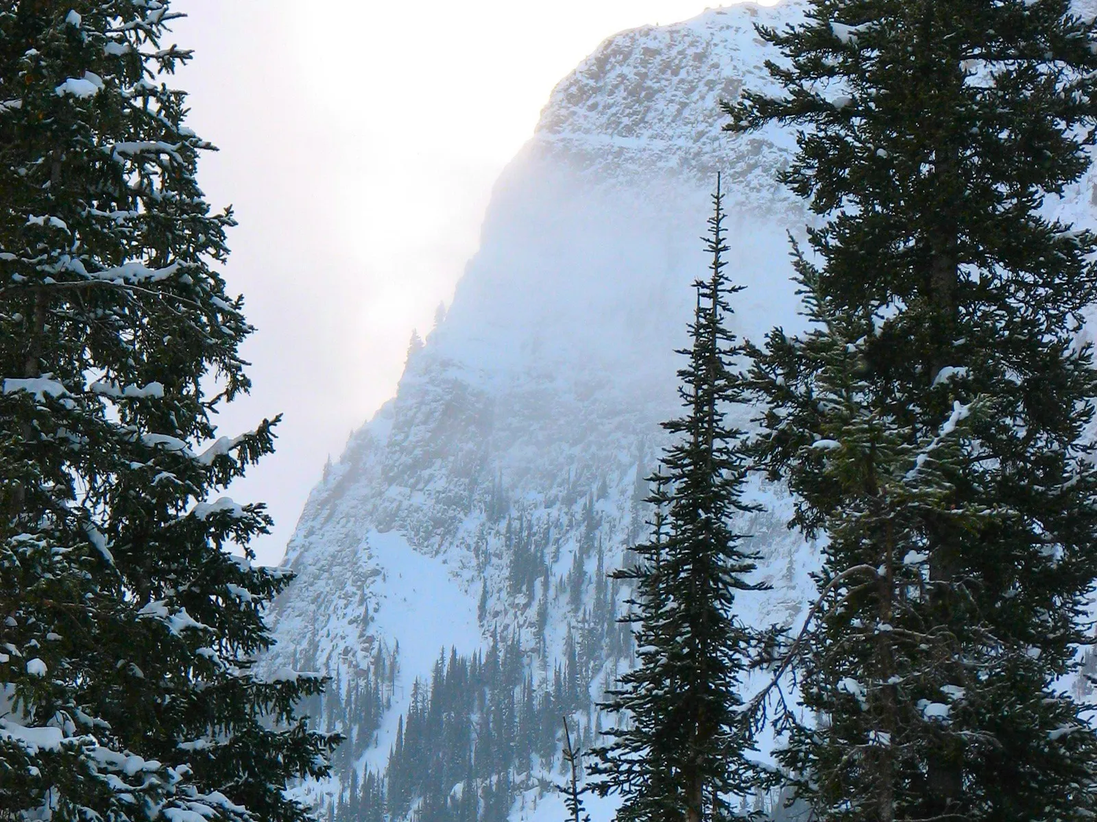 Snow-covered evergreen trees frame a misty, snow-covered mountain range under a bright sky.