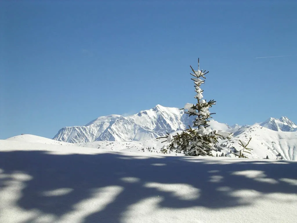A snow-covered evergreen tree stands in a vast, snowy mountain landscape under a clear blue sky.