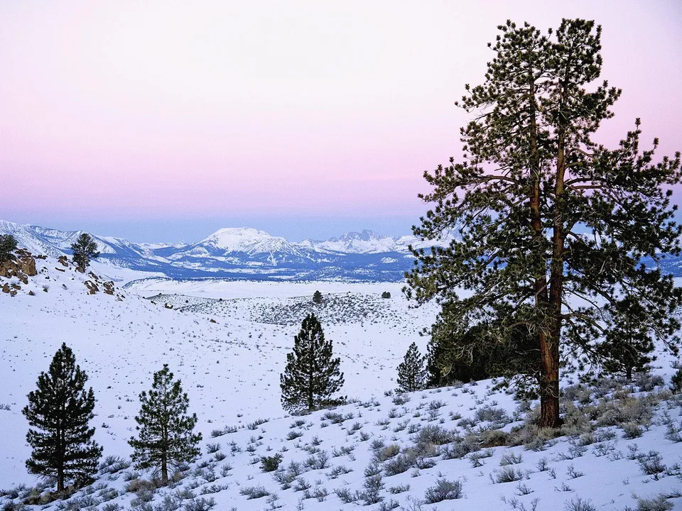 A vast snowy mountain landscape with scattered pine trees under a soft pink and blue sky at dawn.
