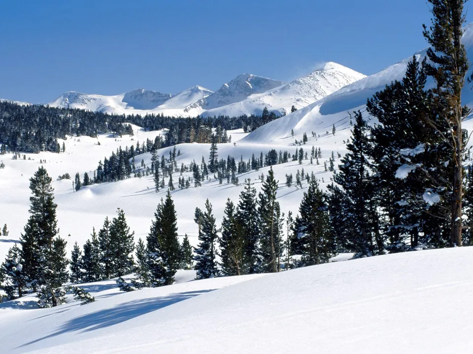 A wide view of snow-covered mountains and pine trees under a clear blue sky.
