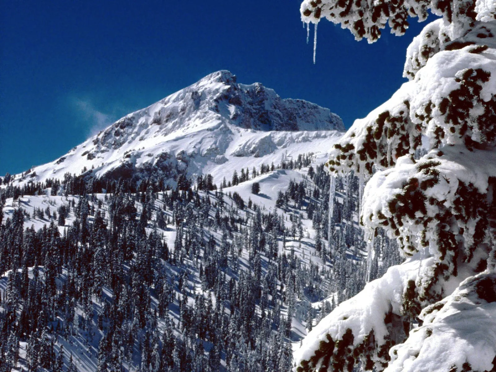A snow-covered mountain peak rises majestically against a deep blue sky, with snow-laden trees in the foreground.