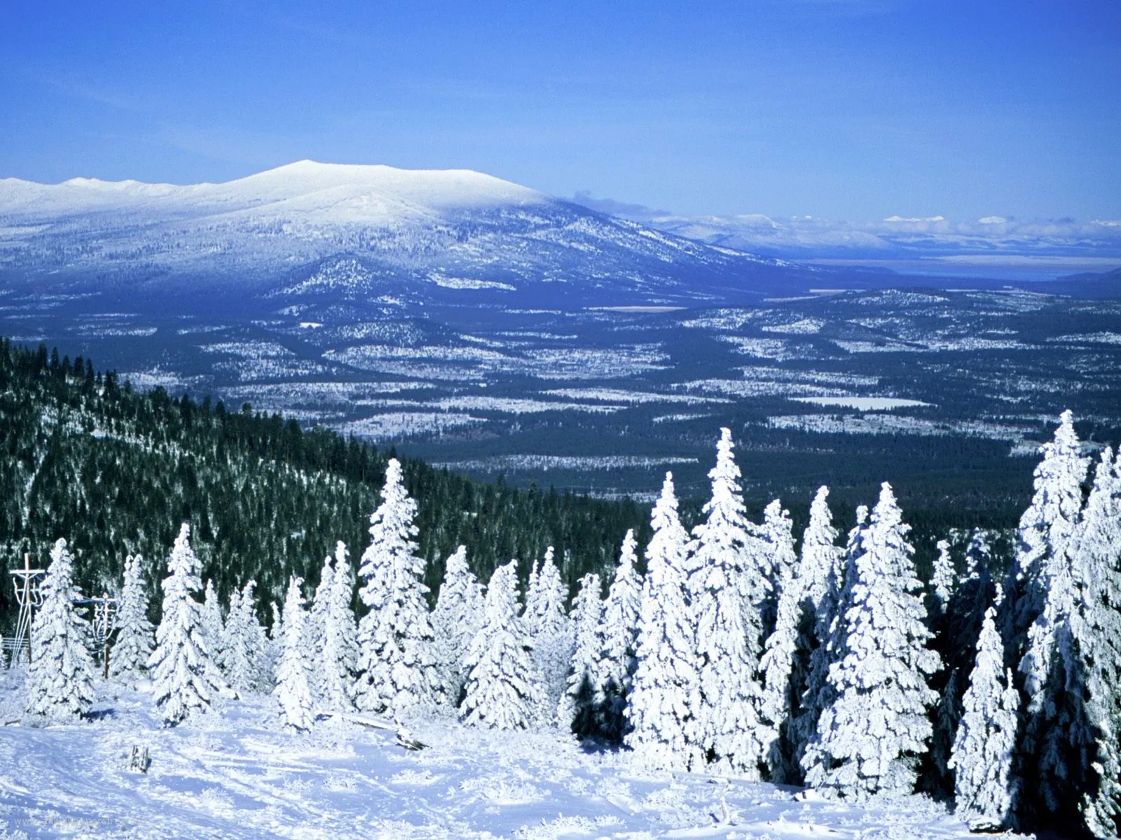 Snow-covered evergreen trees in the foreground with a large snow-capped mountain range in the background under a clear blue sky.