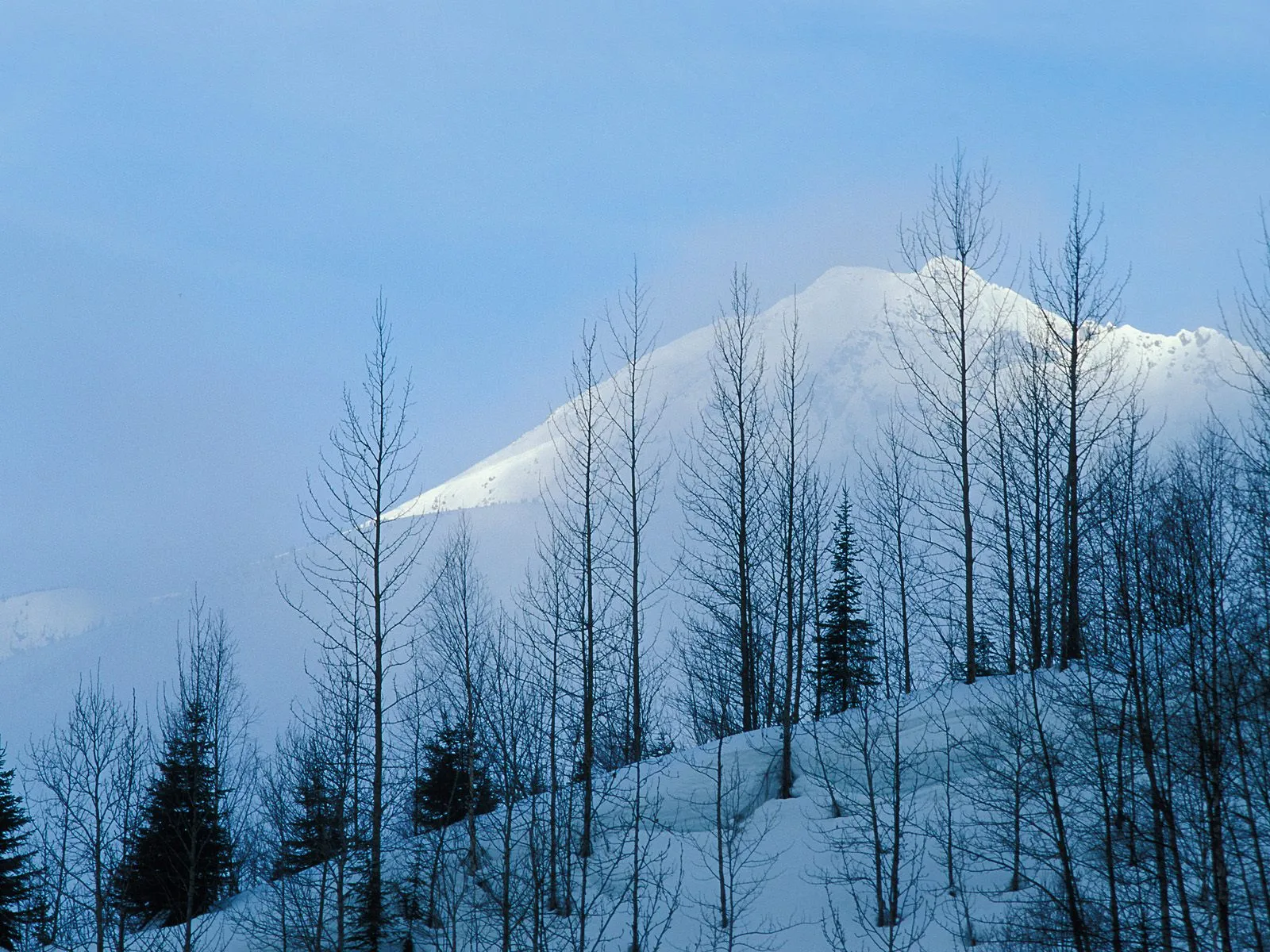 A snow-covered mountain peak is visible behind a dense forest of bare trees in a winter landscape.