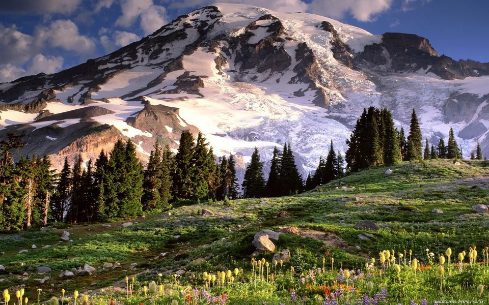 A large snow-covered mountain looms over a vibrant meadow filled with wildflowers and evergreen trees.