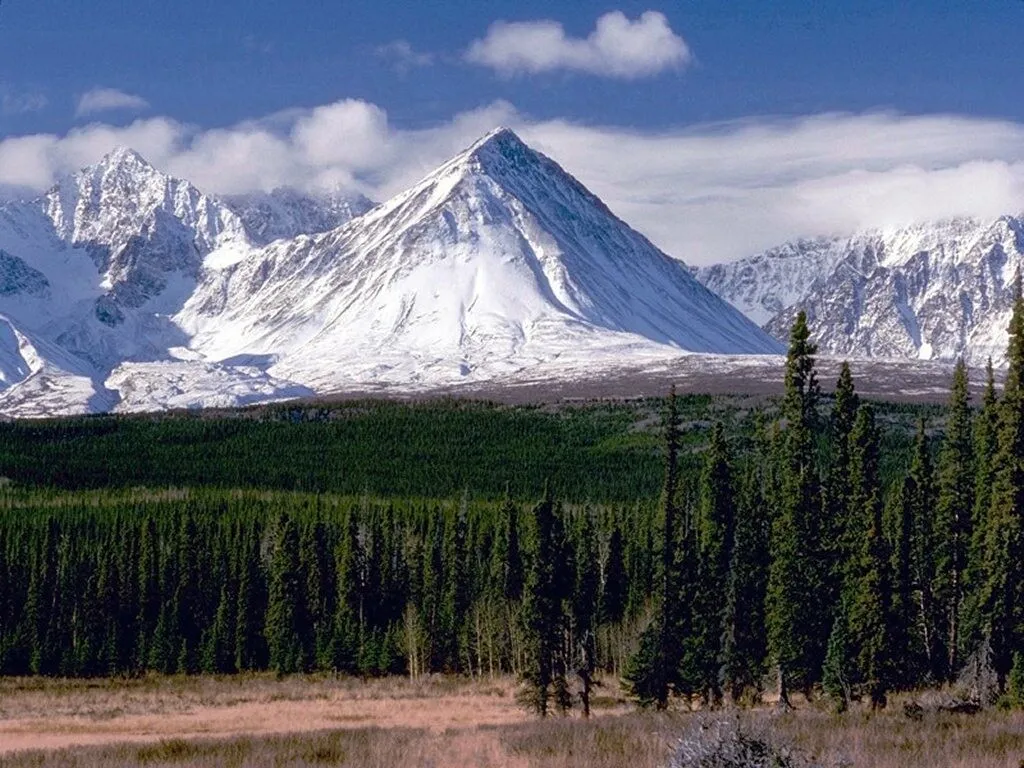 A panoramic view of snow-capped mountains rising above a dark green forest under a blue sky with clouds.