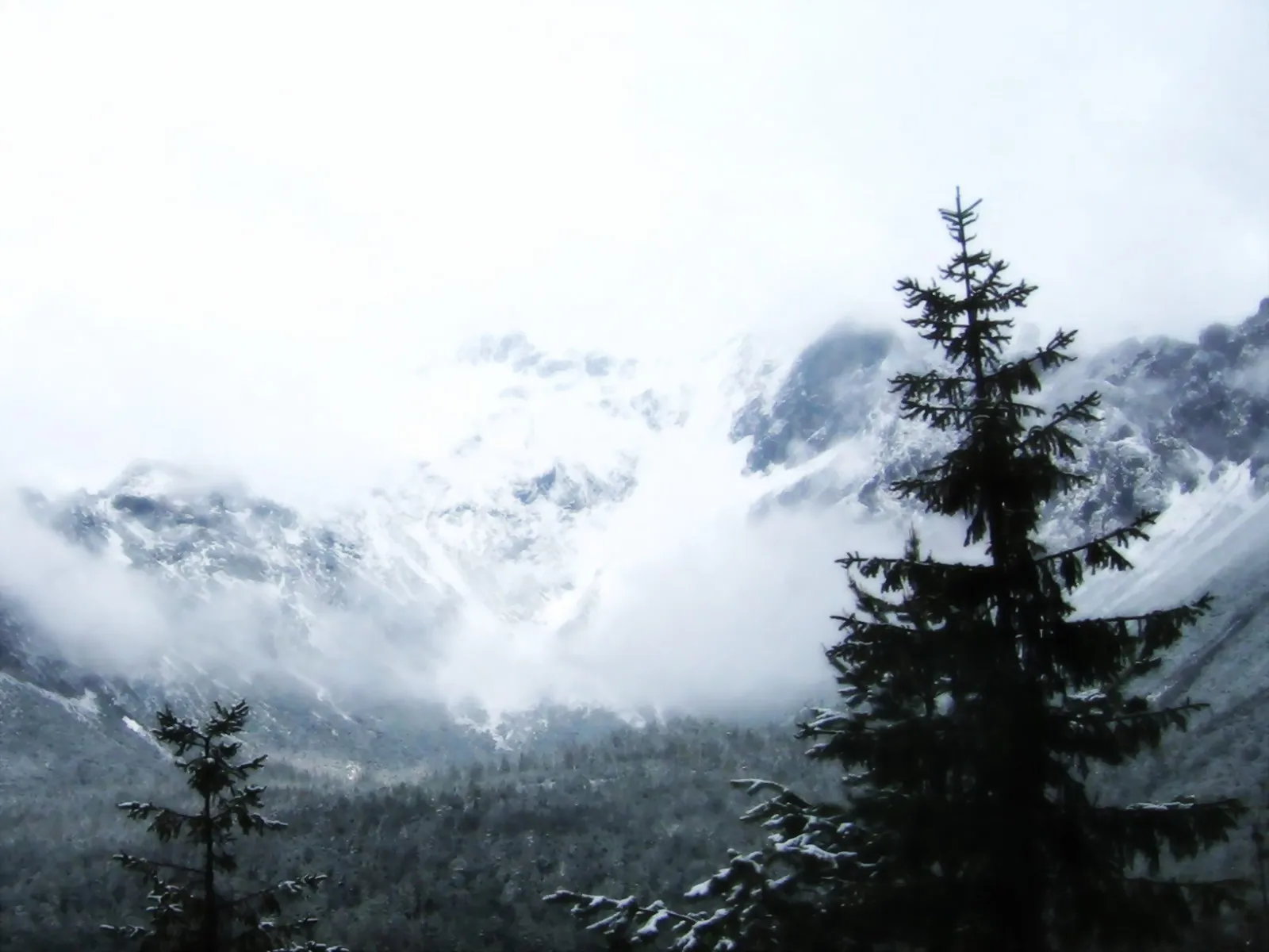 A view of snow-covered mountains shrouded in mist, with dark evergreen trees in the foreground.