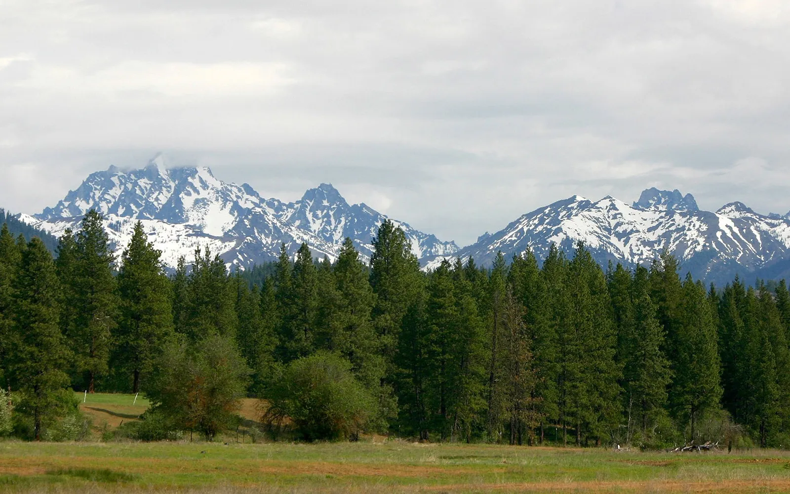 Snow-covered mountain peaks rise above a dense forest of pine trees, with a grassy meadow in the foreground.