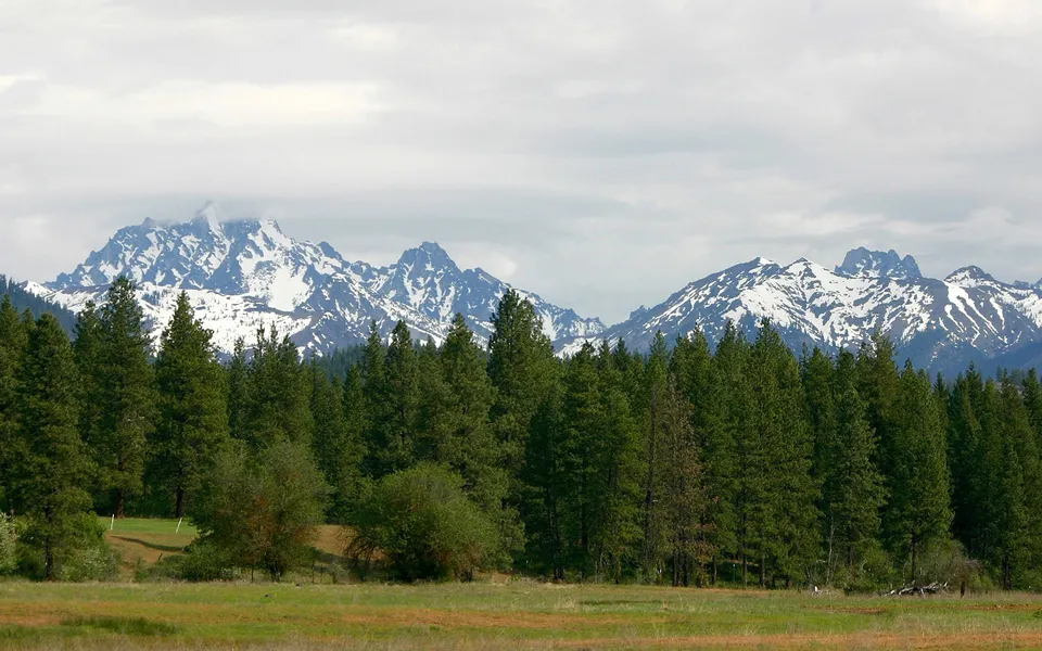 Snow-covered mountain peaks rise above a dense forest of pine trees, with a grassy meadow in the foreground.