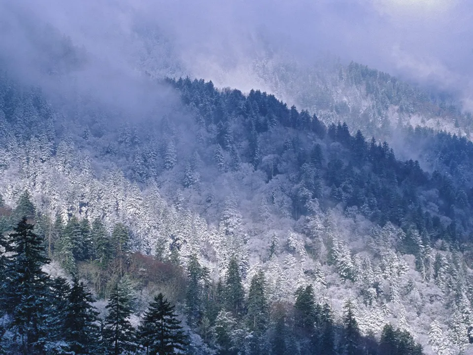A misty mountainside covered in snow and evergreen trees.
