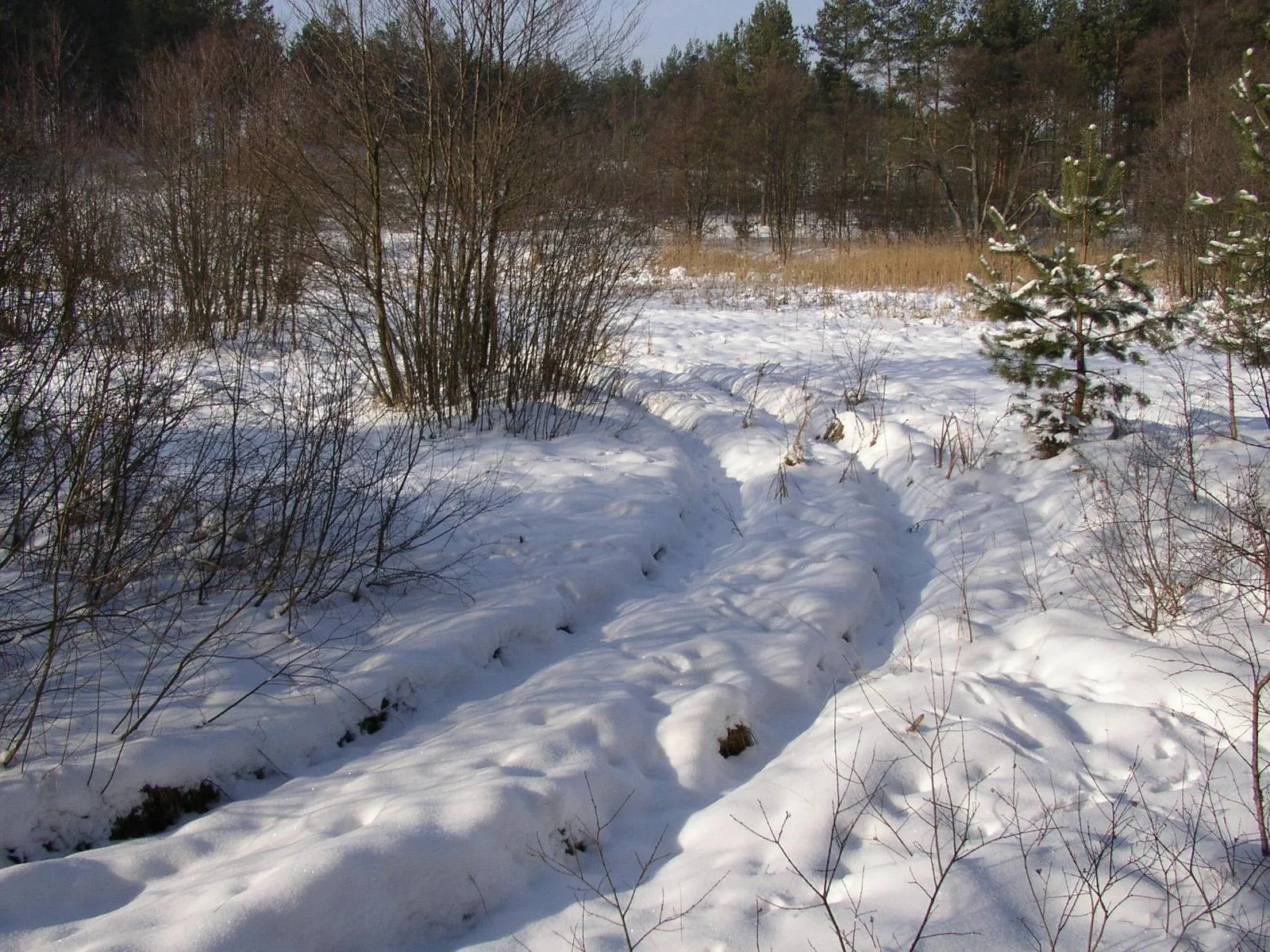 A snowy path winds through a forest with bare trees and some evergreens under a bright sky.