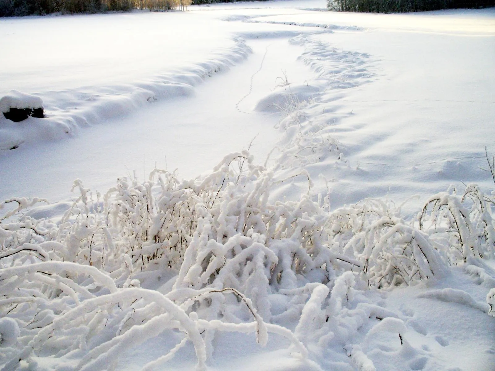 A winding path covered in snow leads through a field with snow-laden bushes in the foreground.