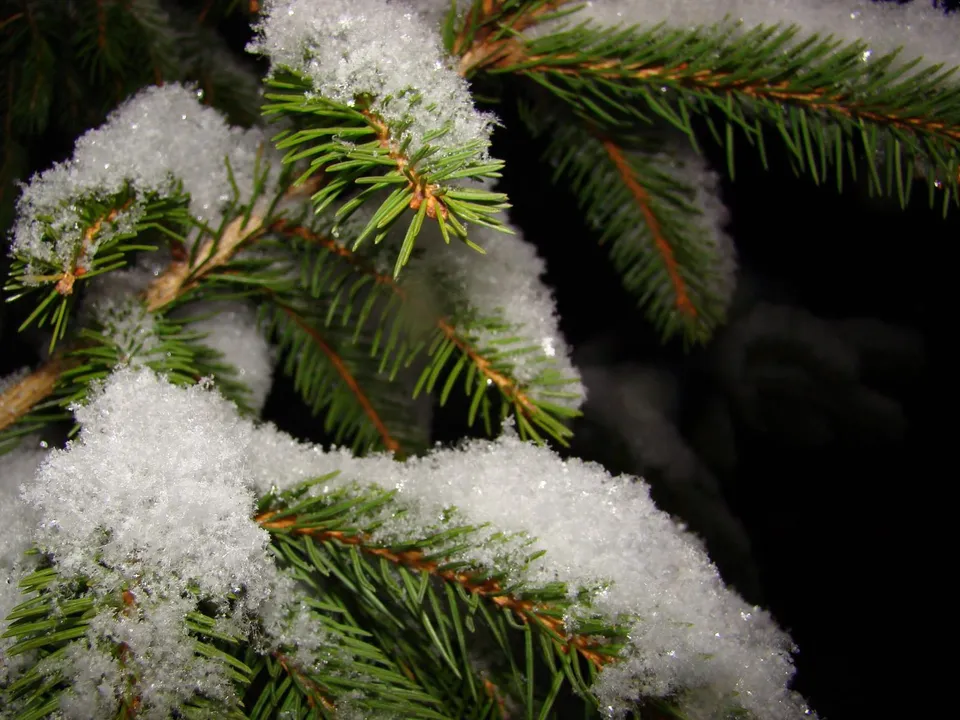 Close-up of green pine needles covered in fresh white snow against a dark background.