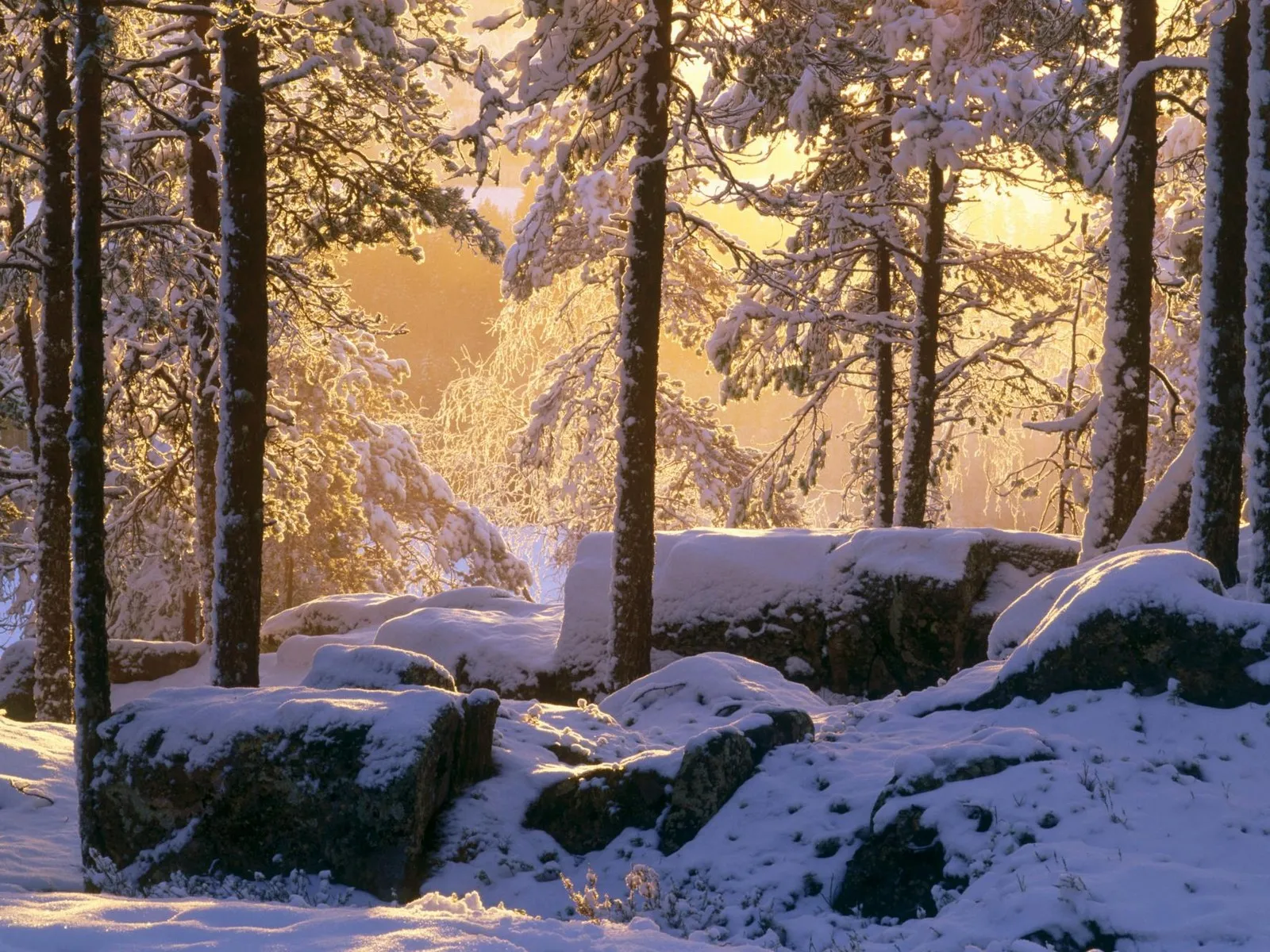 Sunlight streams through a snow-covered pine forest, illuminating snow-laden branches and rocks.