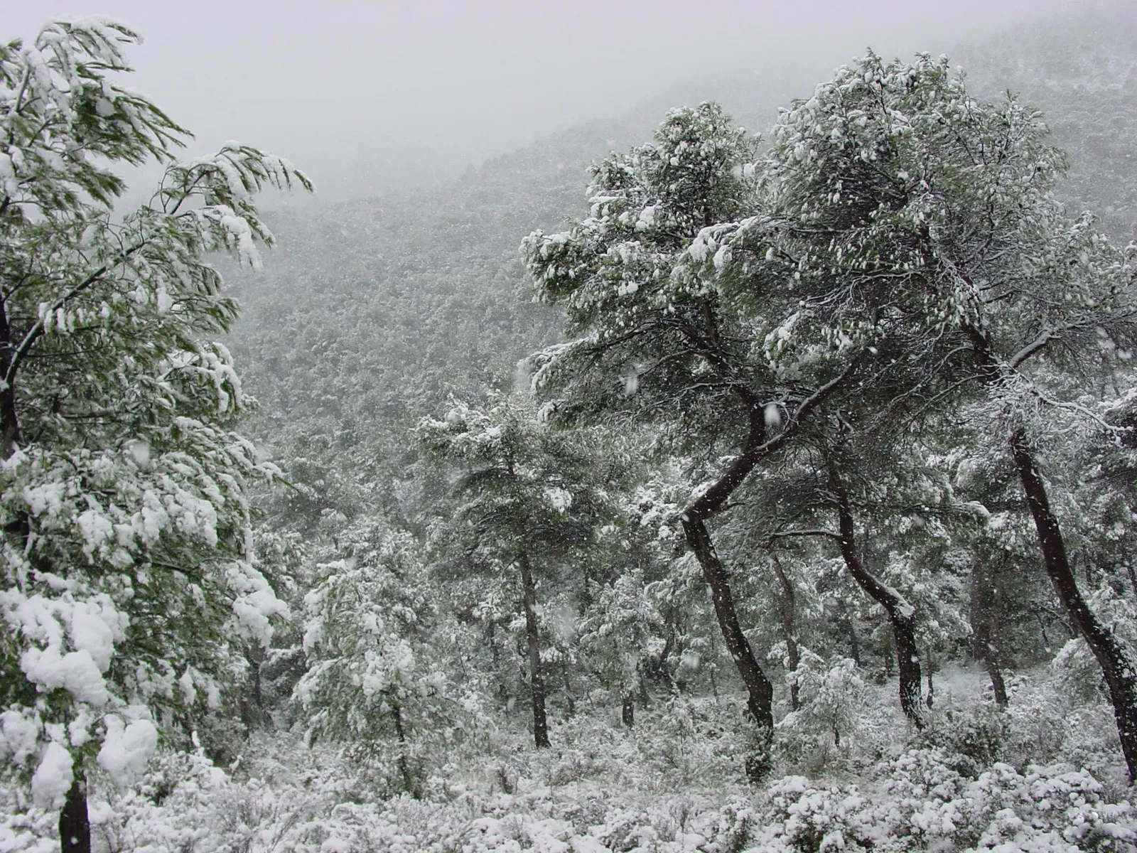 A dense forest covered in snow, with pine trees laden with snow.