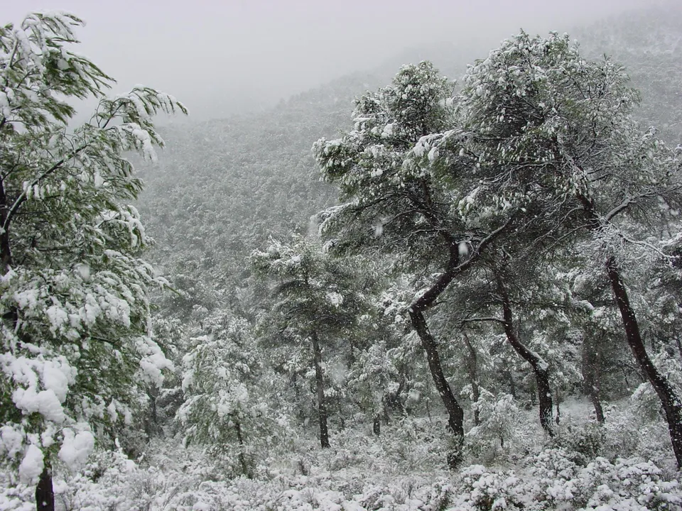 A dense forest covered in snow, with pine trees laden with snow.