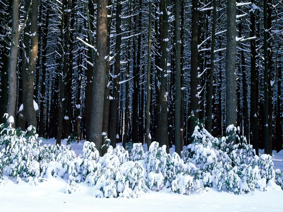 A dense forest of tall pine trees covered in snow, with snow-laden bushes in the foreground.