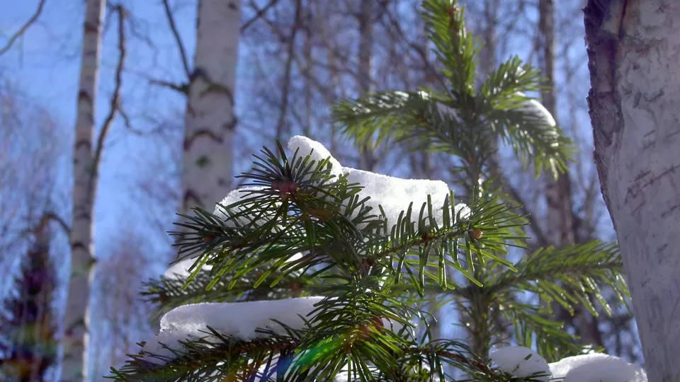 Close-up of snow-dusted pine branches with birch trees in the background.