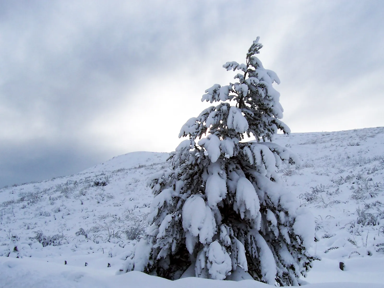 A snow-covered pine tree stands on a hill under a cloudy sky.