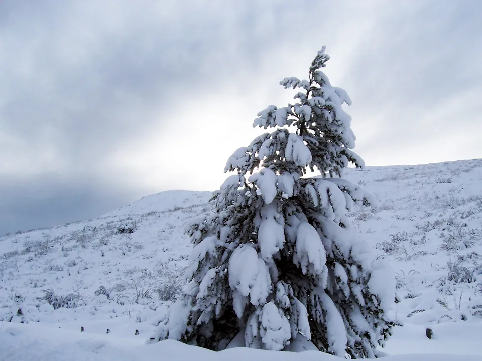 A snow-covered pine tree stands on a hill under a cloudy sky.