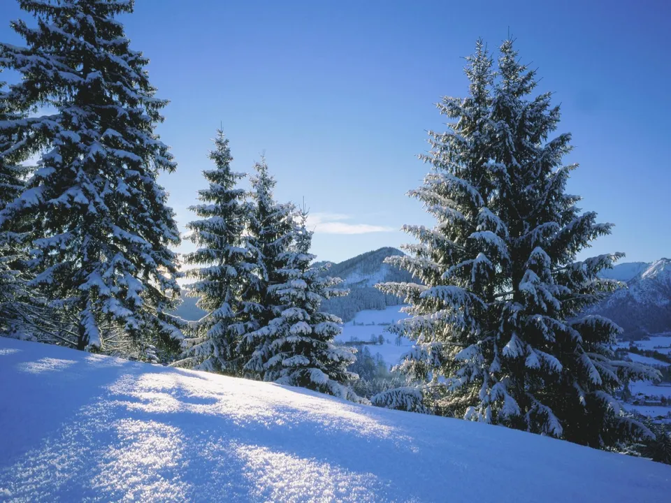 Snow-covered pine trees stand on a hill under a clear blue sky, with sunlight casting shadows on the snow.