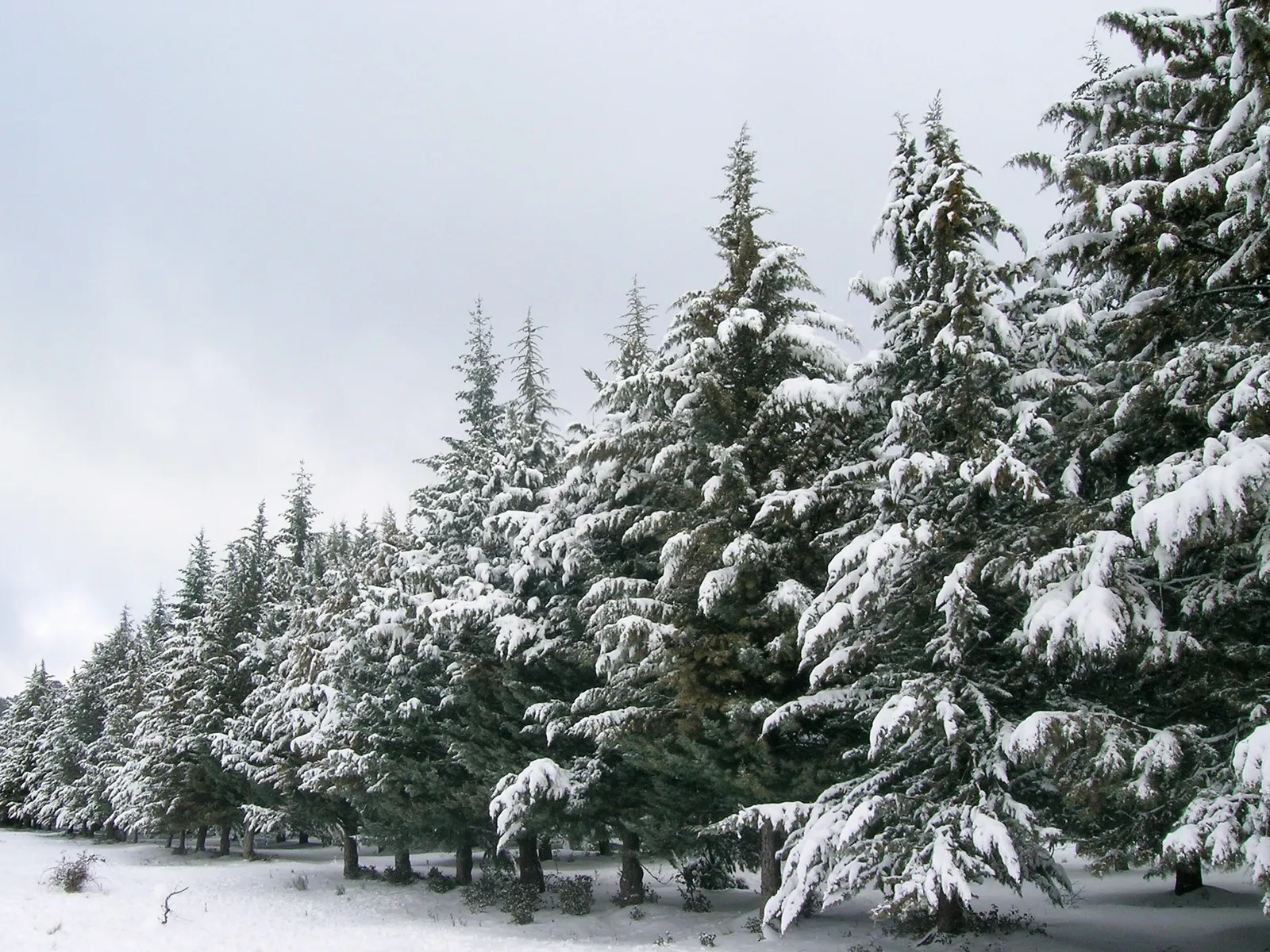 A row of snow-covered pine trees under a cloudy sky.