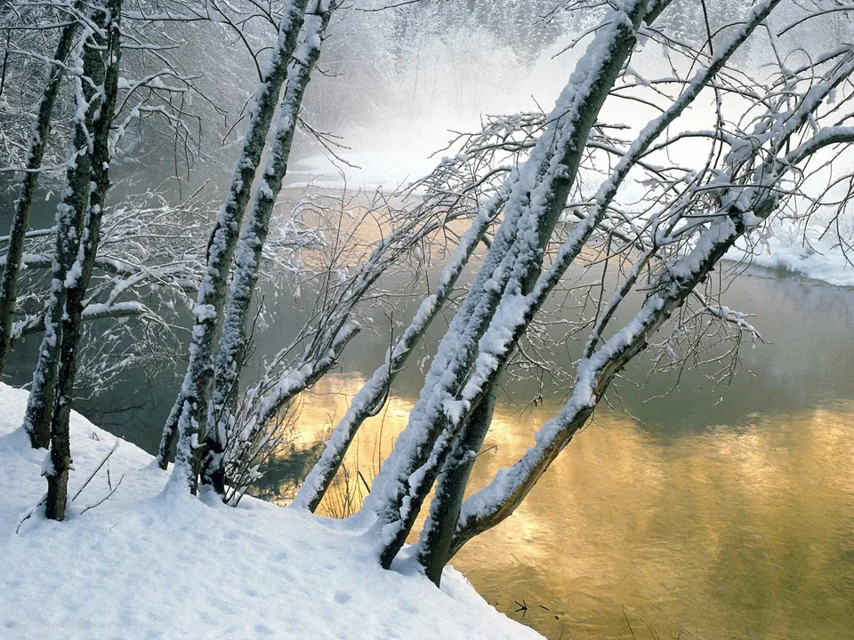 Snow-covered trees lean over a river with golden reflections on the water, with mist in the background.