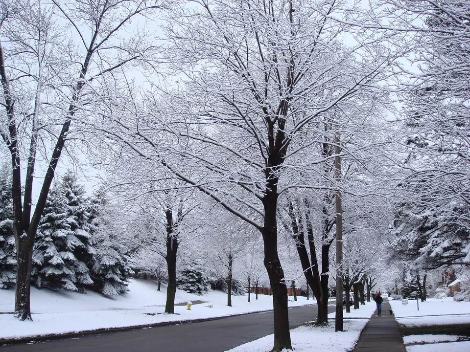 A street covered in snow with mature trees lining the sidewalk.