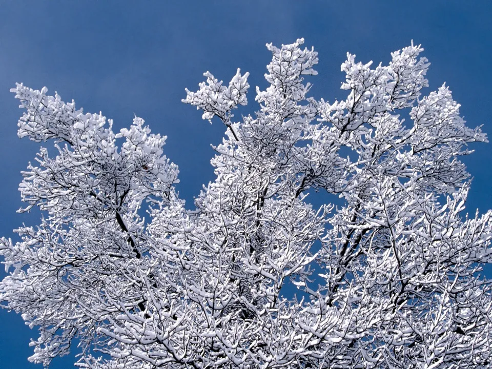 Close-up of tree branches heavily laden with fresh snow against a vibrant blue sky.
