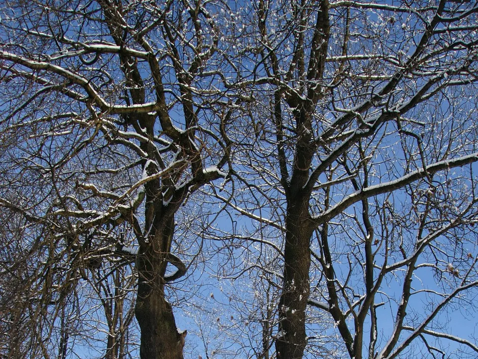 Bare tree branches covered in snow against a bright blue sky.