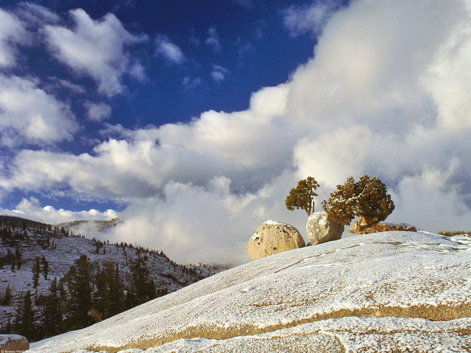 Two evergreen trees grow from snow-covered rocks on a mountain slope under a dramatic sky.