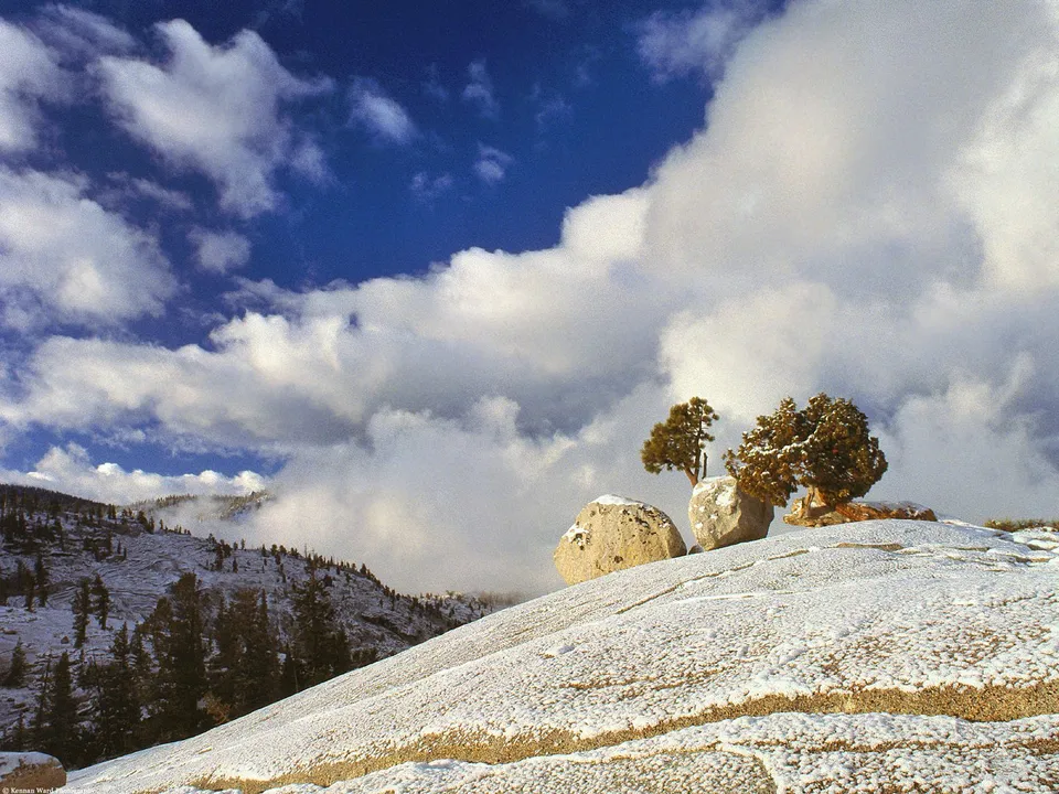 Two evergreen trees grow from snow-covered rocks on a mountain slope under a dramatic sky.