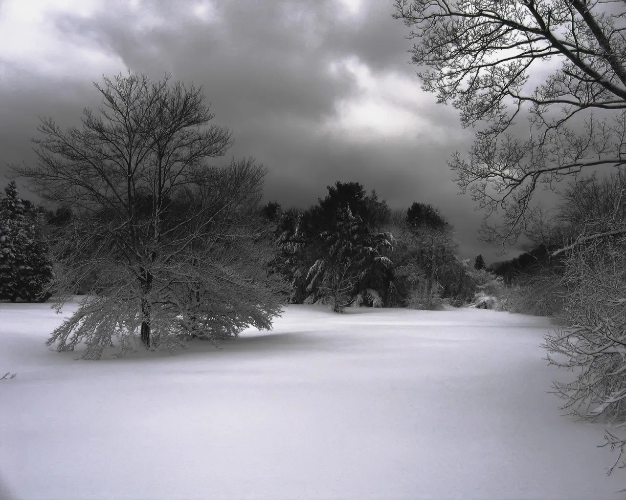A wide expanse of snow covers the ground, with bare trees and evergreens in the background under a dark, cloudy sky.