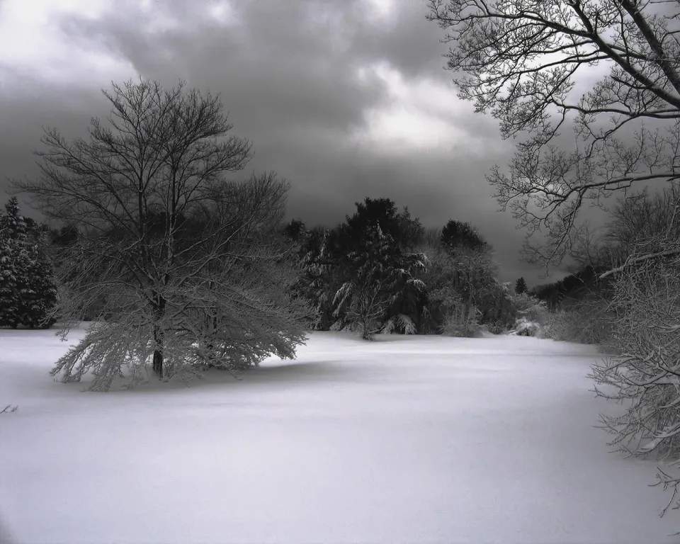 A wide expanse of snow covers the ground, with bare trees and evergreens in the background under a dark, cloudy sky.