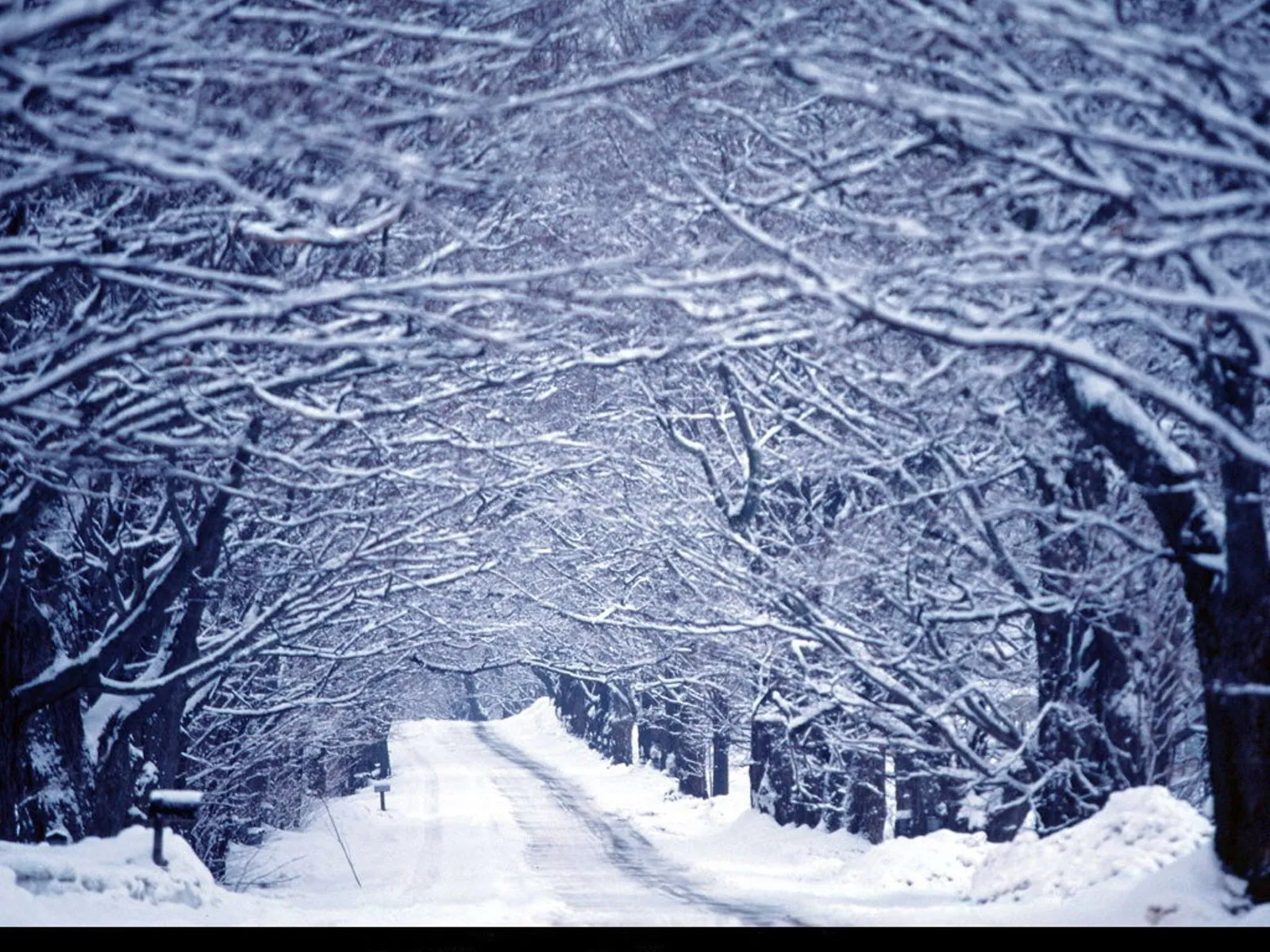 A snow-covered road winds through a tunnel of snow-laden trees.