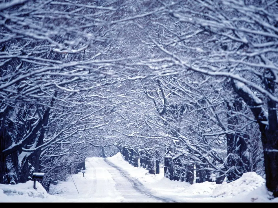 A snow-covered road winds through a tunnel of snow-laden trees.