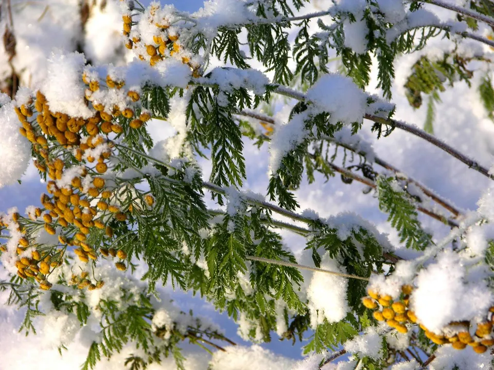 Close-up of green fern-like leaves and clusters of small yellow flowers dusted with fresh white snow.