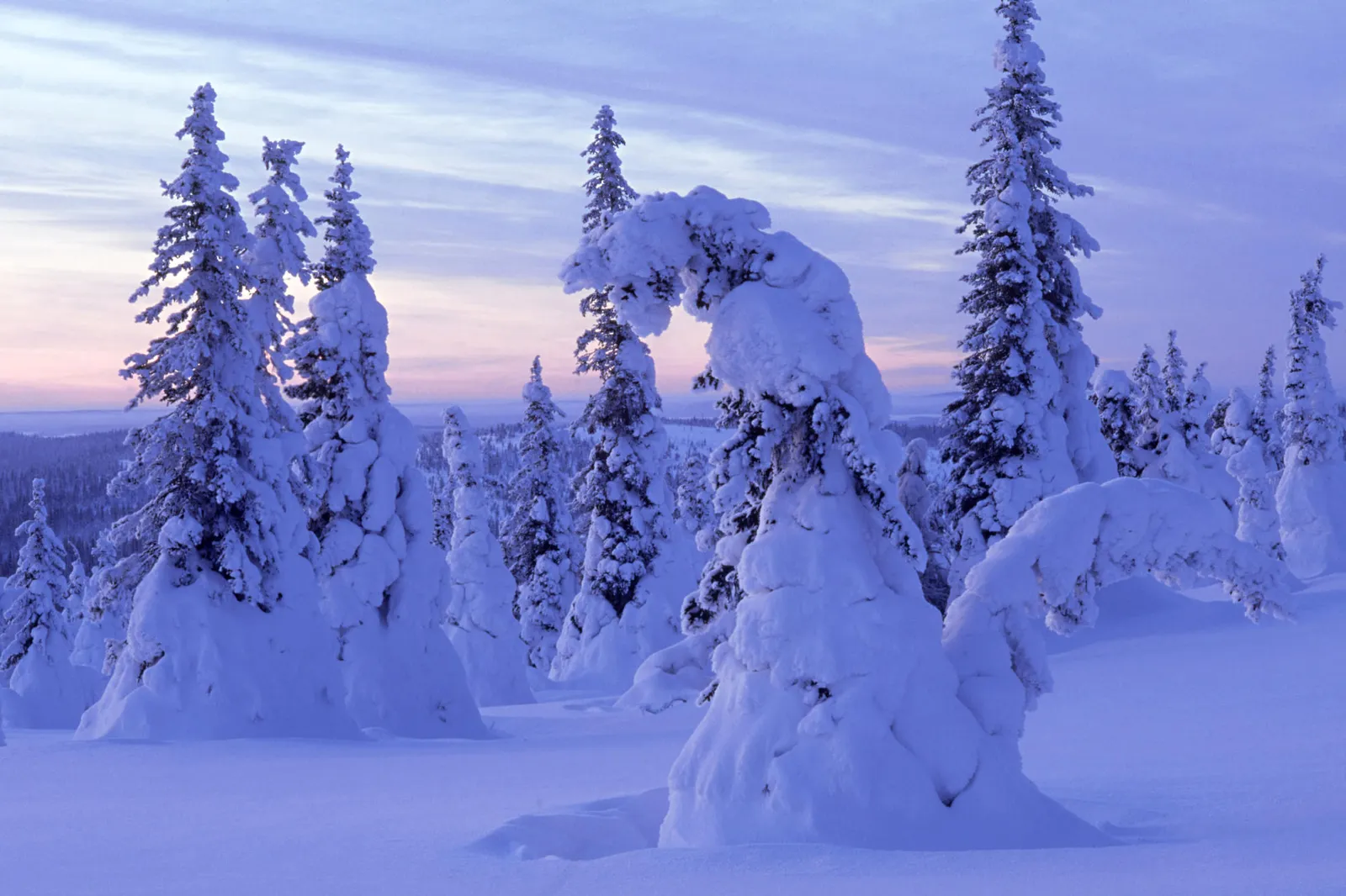 Snow covered evergreen trees under a soft pink and blue sky.