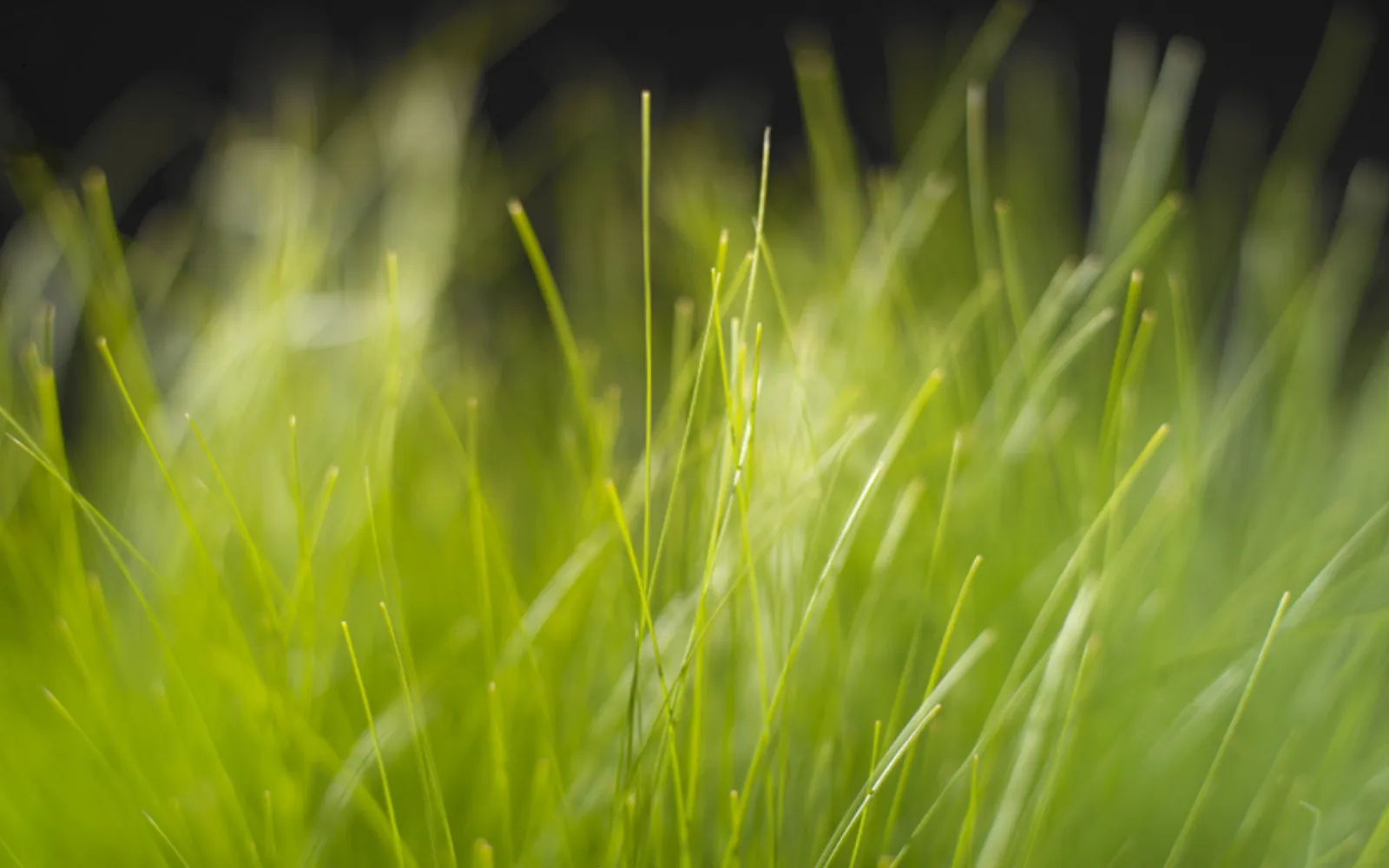 A serene field of green grass with sharply defined foreground blades and a softly blurred background.