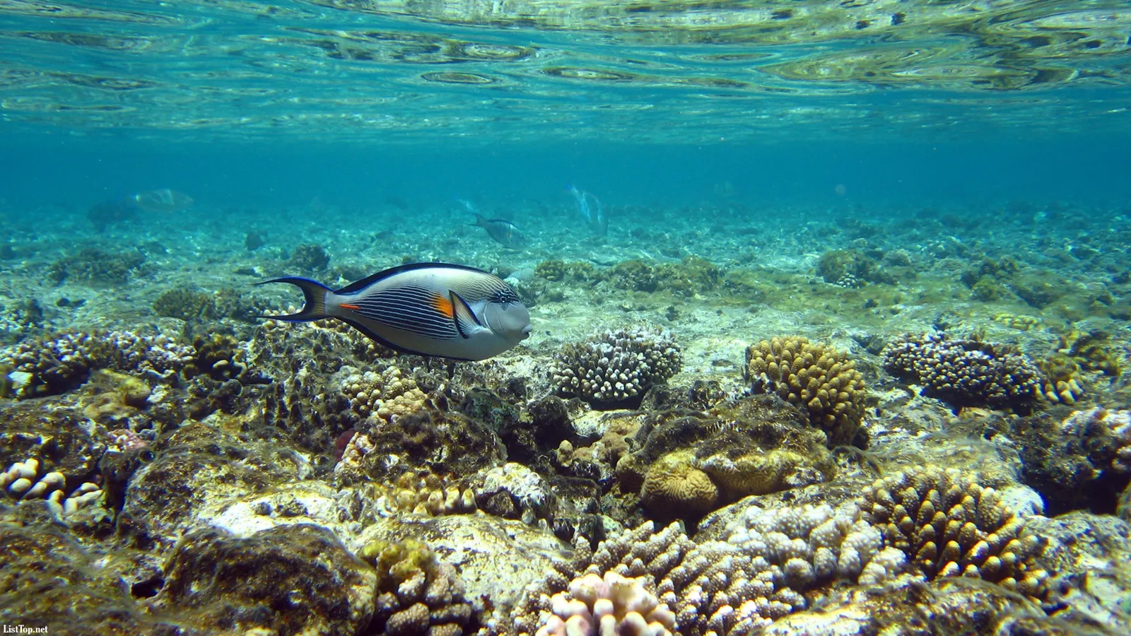 A Sohal surgeonfish swims in clear blue water over a vibrant coral reef.