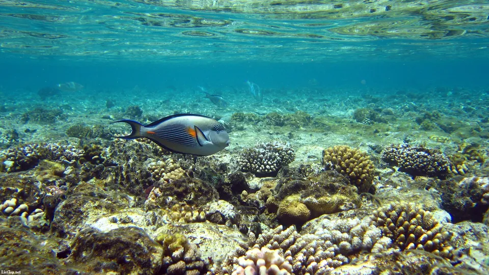 A Sohal surgeonfish swims in clear blue water over a vibrant coral reef.
