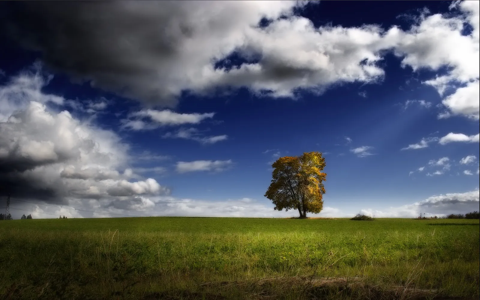 A solitary tree with golden autumn leaves stands in a vast green field under a dramatic sky with dark and white clouds.