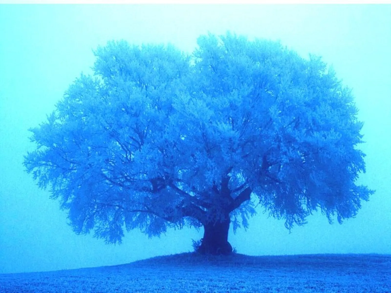 A solitary tree covered in frost stands on a hill, bathed in an ethereal blue light.
